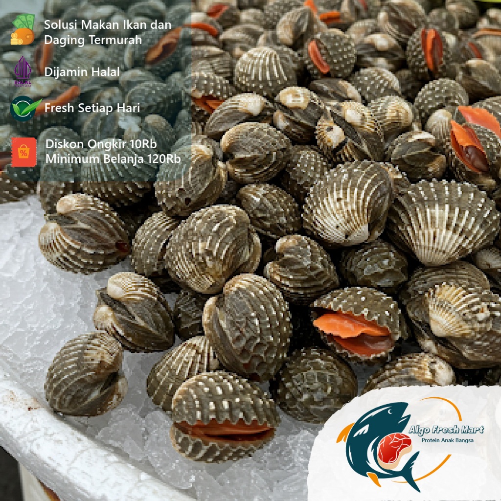 

[Termurah] Kerang Dara 1kilo