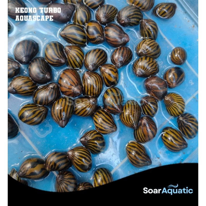 KEONG TURBO PEMBERSIH AQUARIUM/AQUASCAPE
