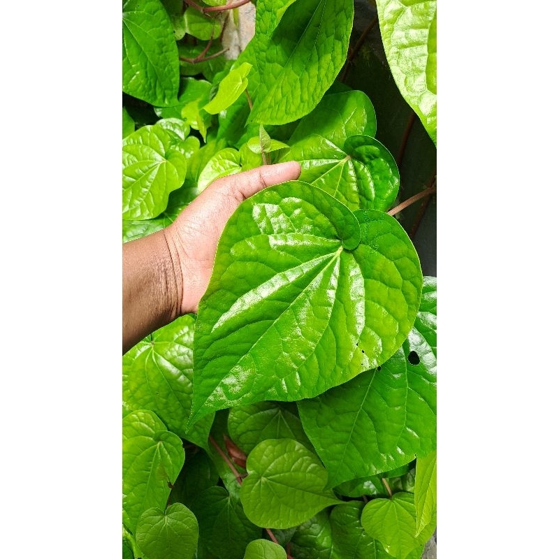 Daun Sirih/Tanaman sirih