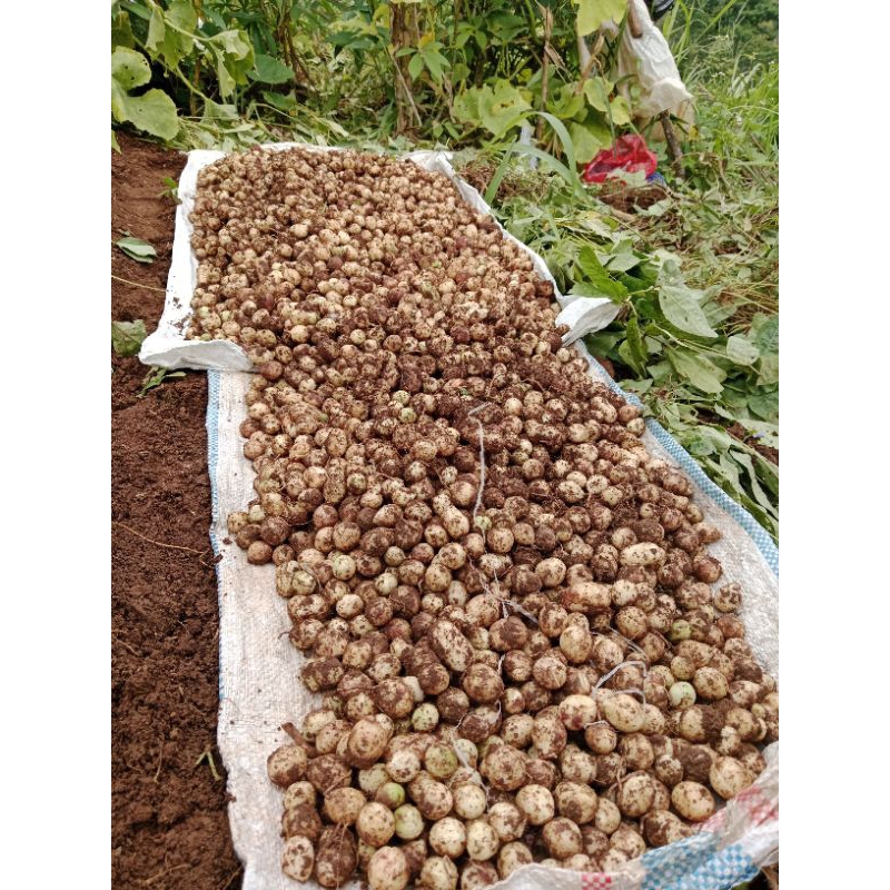 

kacang tanah super pulan pres 1kg