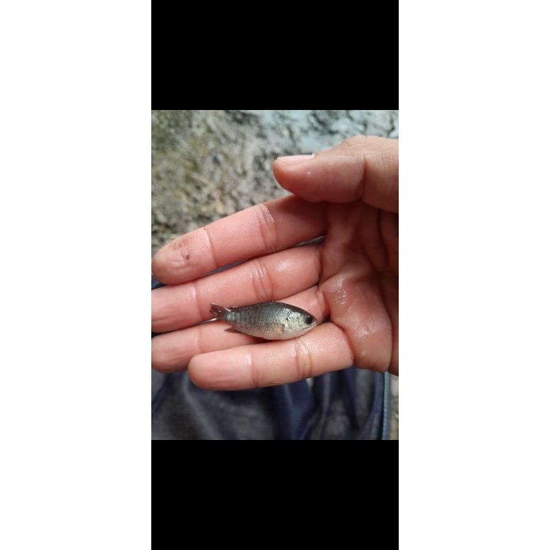 anakan ikan betok hidup