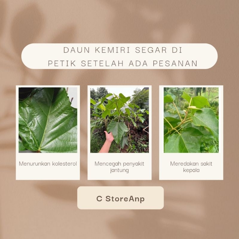

Daun Kemiri Herbal Segar 250gram