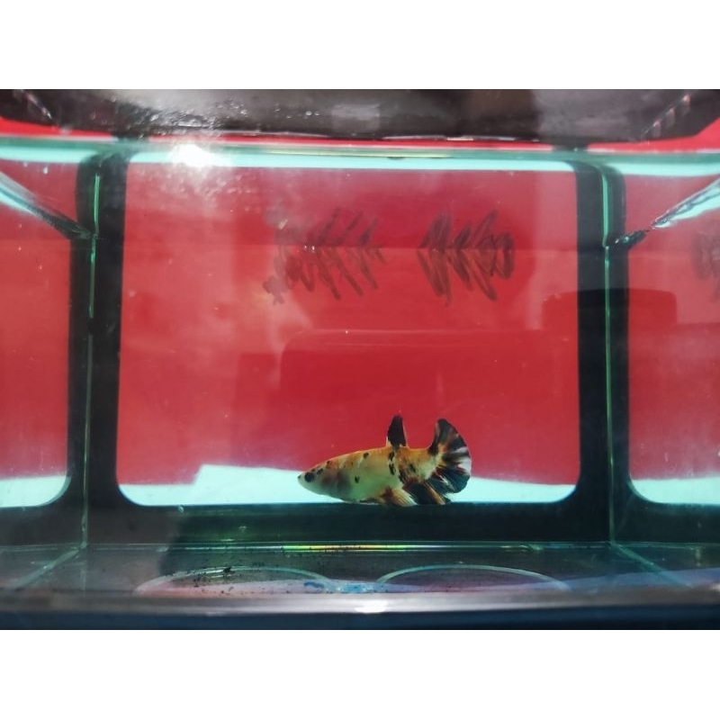 cupang Plakat Multicolor Betina