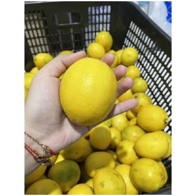 

jeruk lemon ukuran besar fresh
