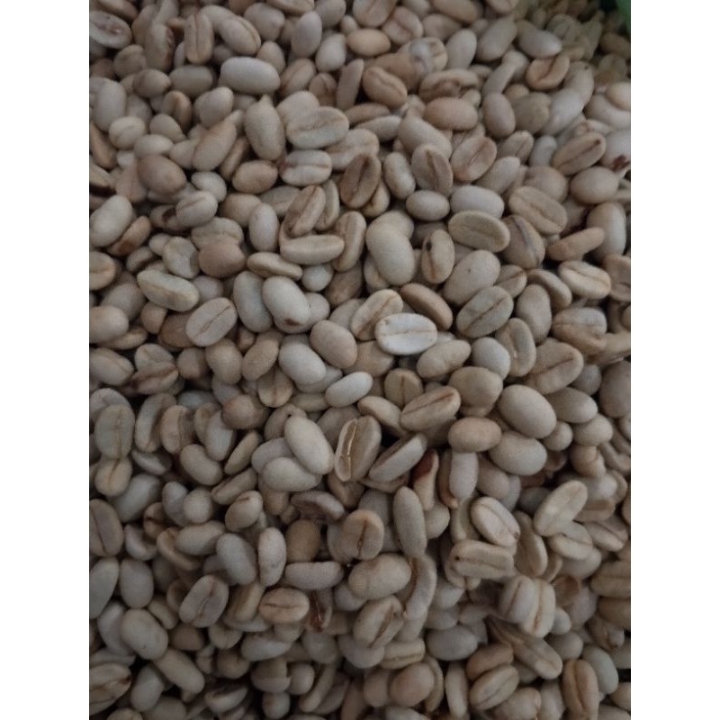 benih kopi arabika ateng 500 biji/set #biji pilihan