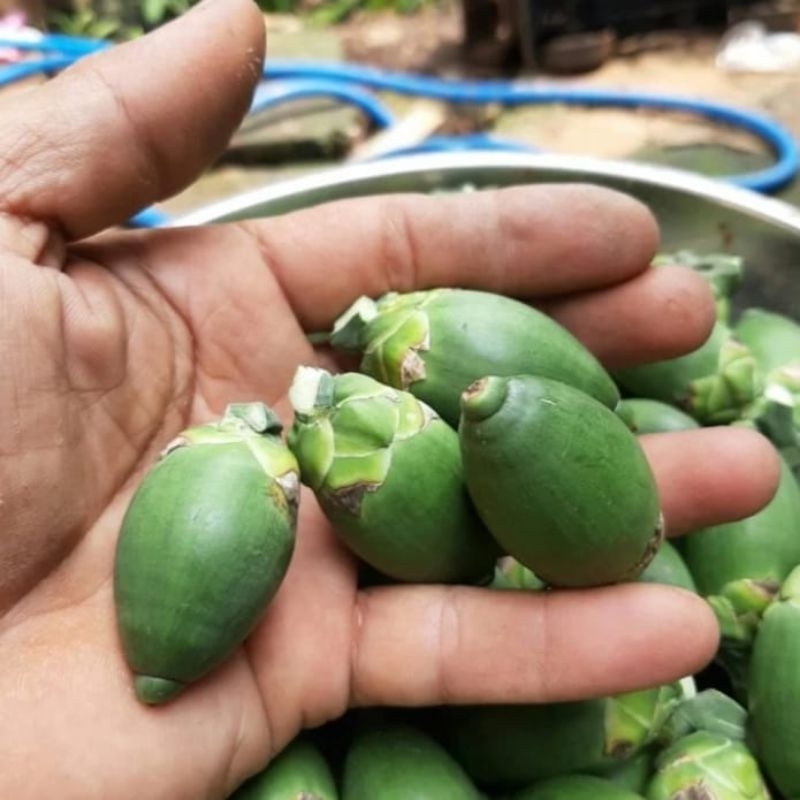 

BUAH PINANG MUDA OBAT HERBAL 1 KILOGRAM