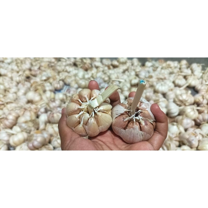 

bawang putih