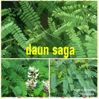 Daun saga segar