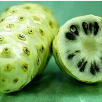 

buah mengkudu organik segar 1 kg tanpa pestisida