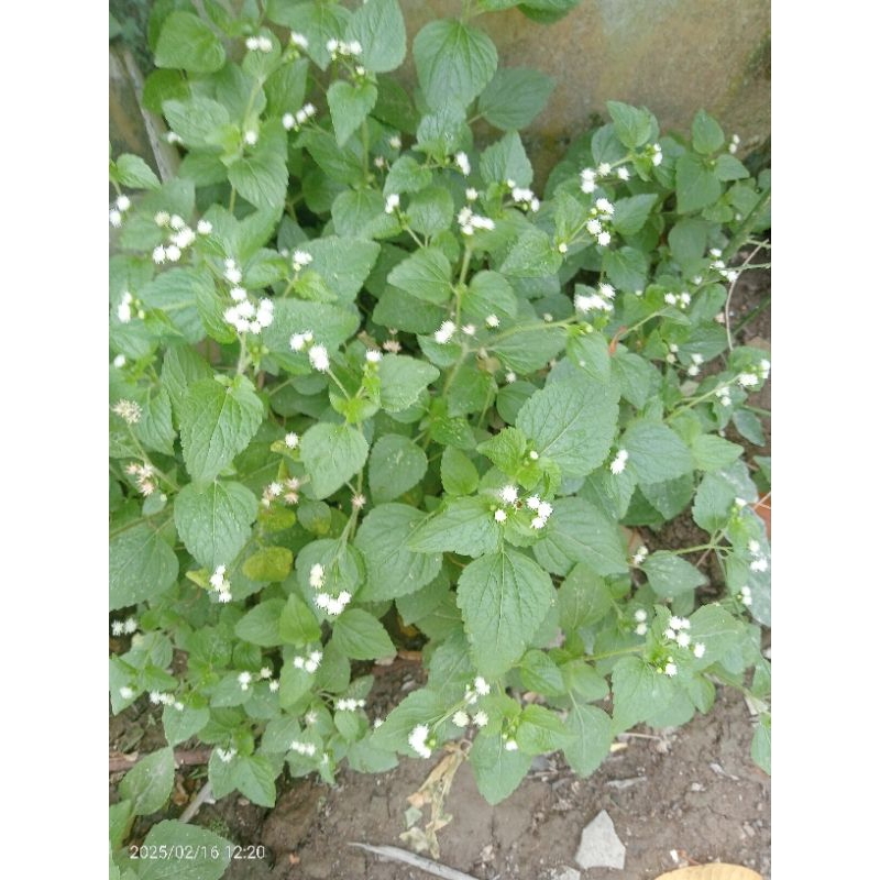 

daun bebadotan bandotan seger 500 gram