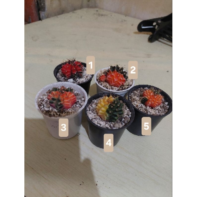 Kaktus Gymno Ownroot