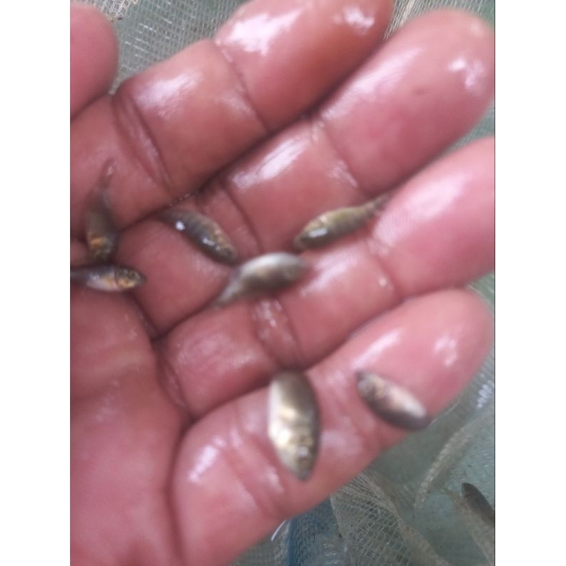 bibit nila kekar paket 500 ekor