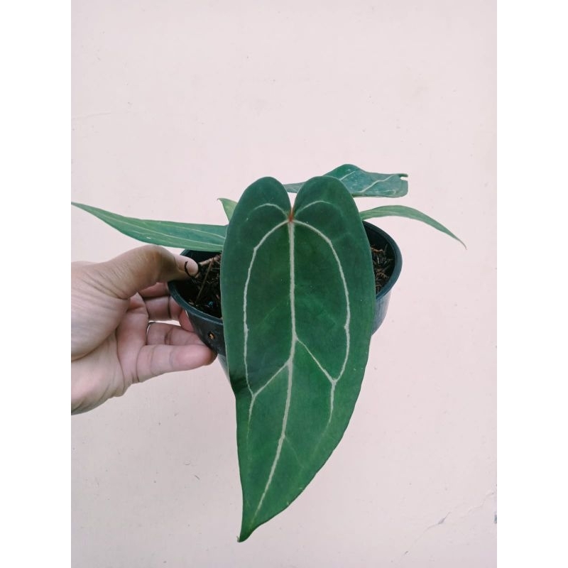 Tanaman Hias Anthurium Kuping Gajah Hybrid Red Crystal x Porgetti Narrow