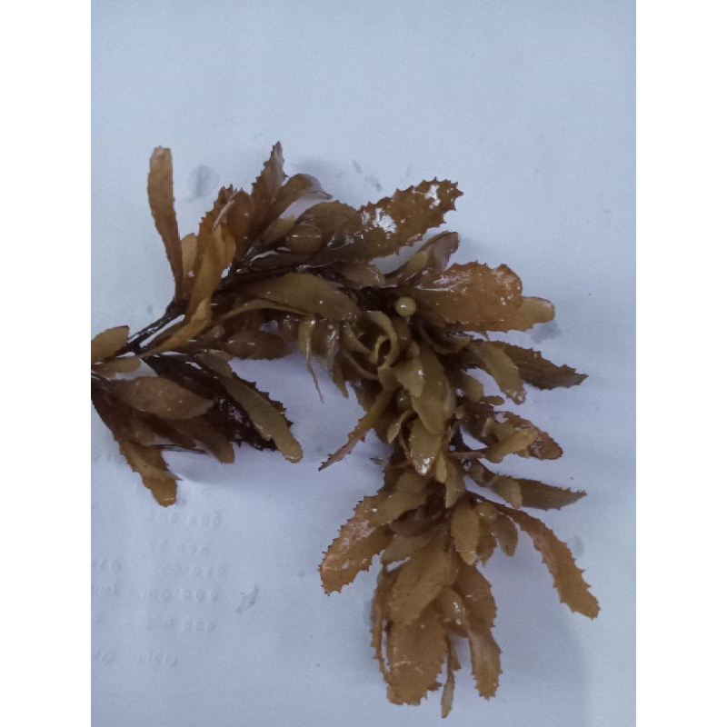 

sargassum polycystum (pesenan khusus)