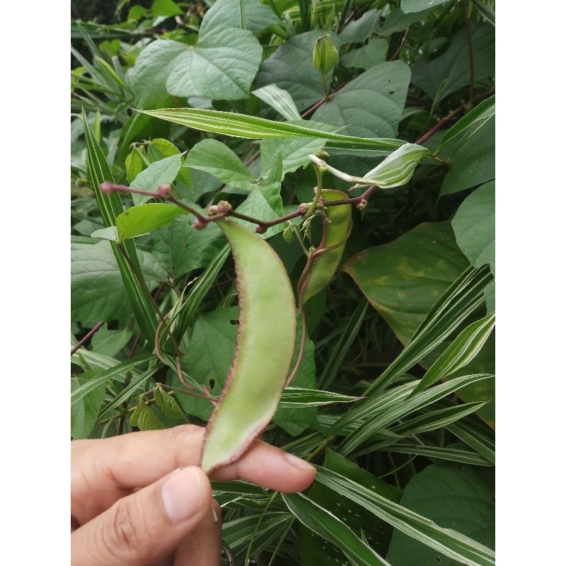 

Roay sayur | roay koro putih 250 gr
