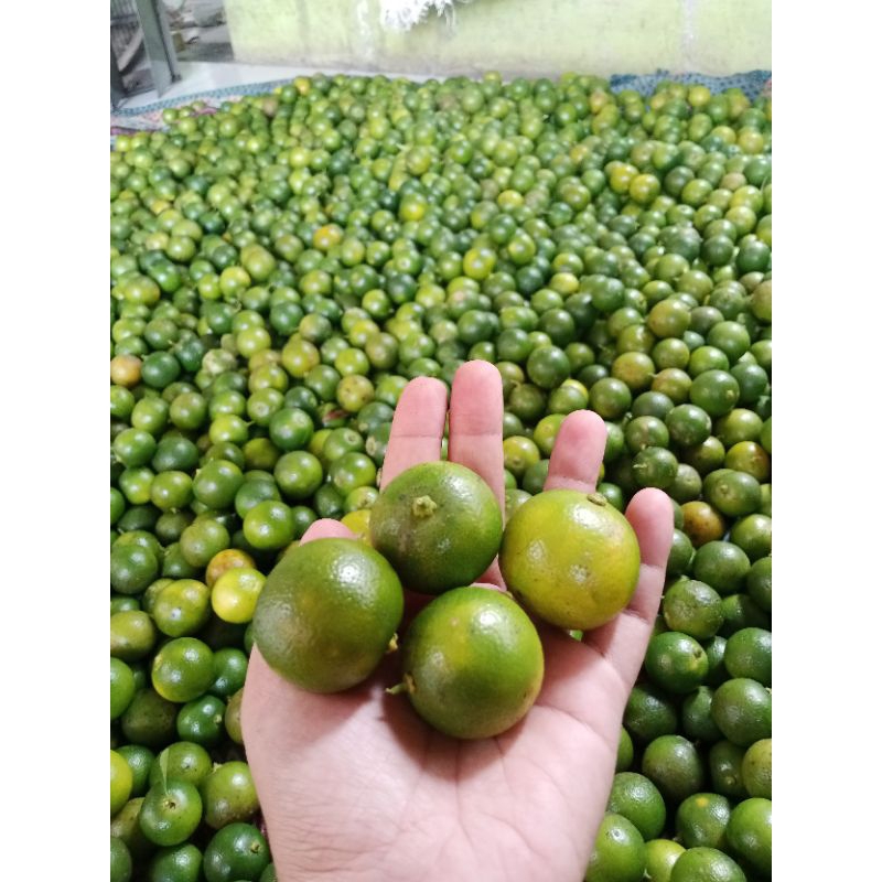 

jeruk Sunkist 5kg jeruk peras segar baru petik dari pohon