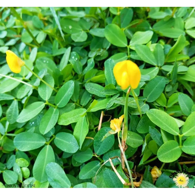 

pintoi/kacang- kacangan 100 batang berakar/ rumput taman