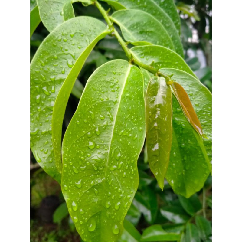 

Daun Buni/Huni SegarPaket 1kg @Rp35k