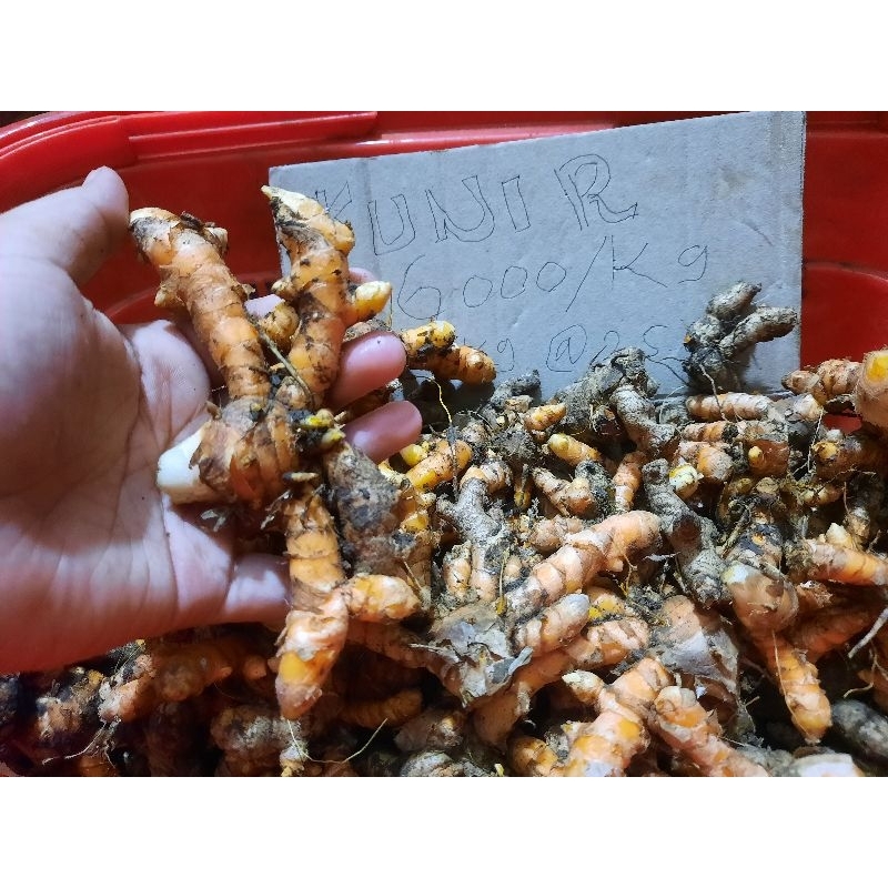 

kunir asli/kunir 1kg murah