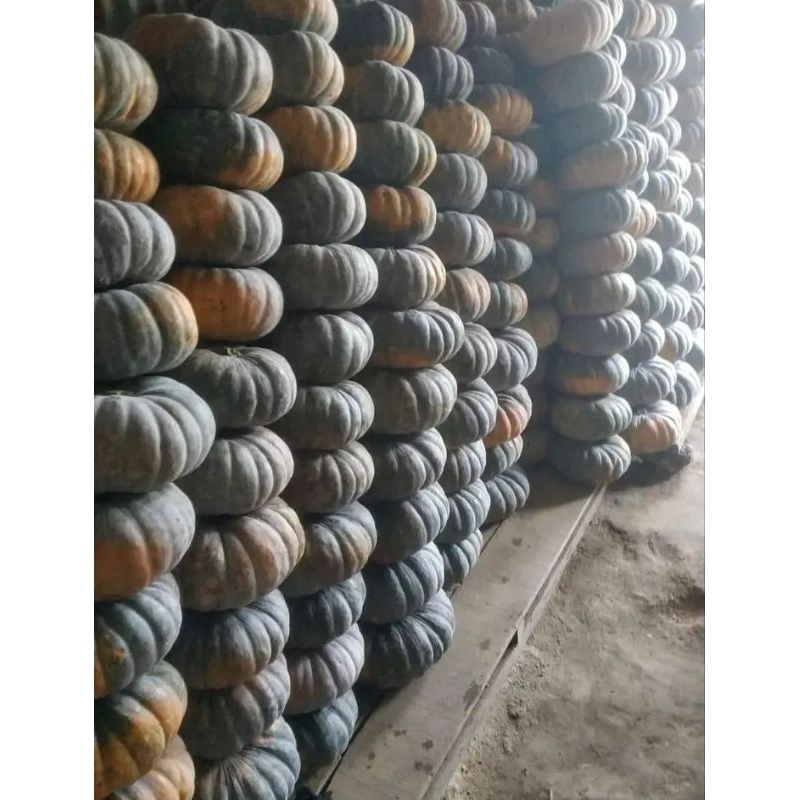 

buah labu ataw waluh segar jumbo