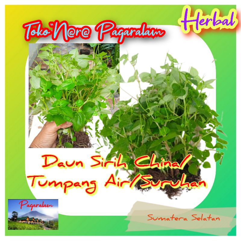 

(150 gr) Daun Sirih china/tumpang air/suruhan murah organik