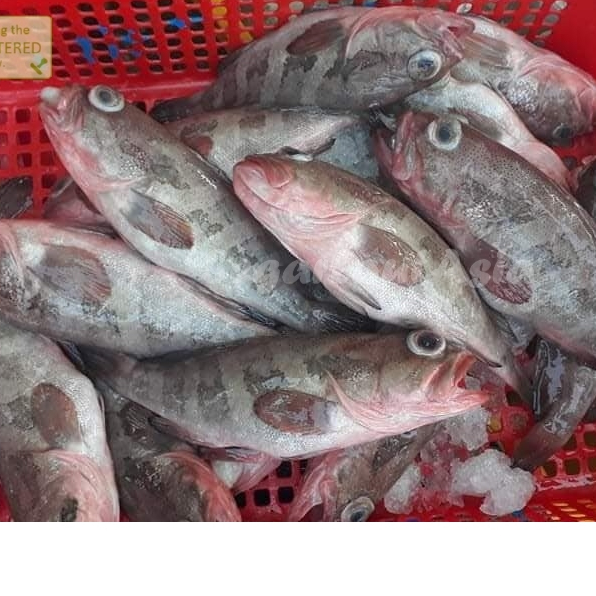 

Ikan Kerapu Segar Ikan Kerapu Kodok Ikan Laut Segar 1Kg