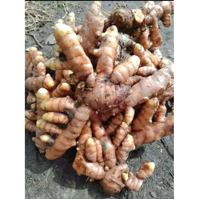 

kunyit tua segar 1 kg