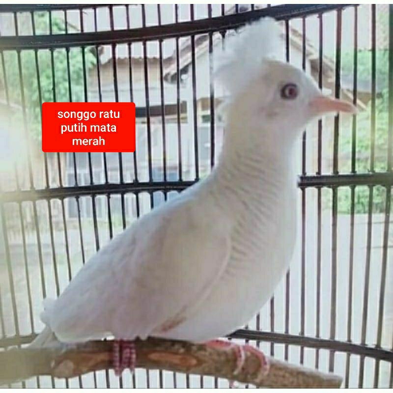 perkutut songgo ratu, perkutut silver, perkutut putih