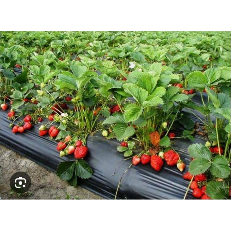 Bibit STRAWBERRY CALIFORNIA Sudah Berbunga/ Berbuah