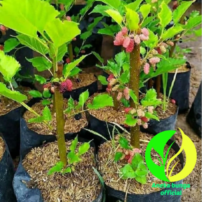 Pohon buah murbei ( mulberry ) cloudberry sudah berbuah / tanaman pohon buah sudah berbuah