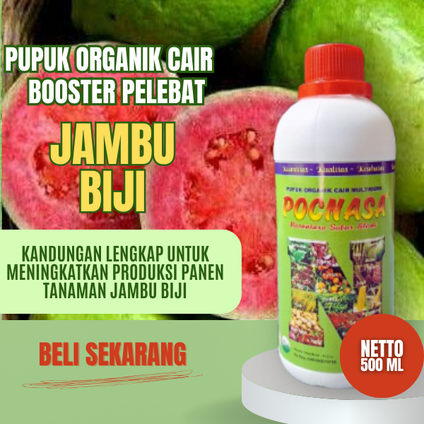 Pupuk Jambu Biji / Pupuk Jambu Biji Kristal / Pupuk Jambu Biji Ungu / Pupuk Jambu Biji Merah /Segar