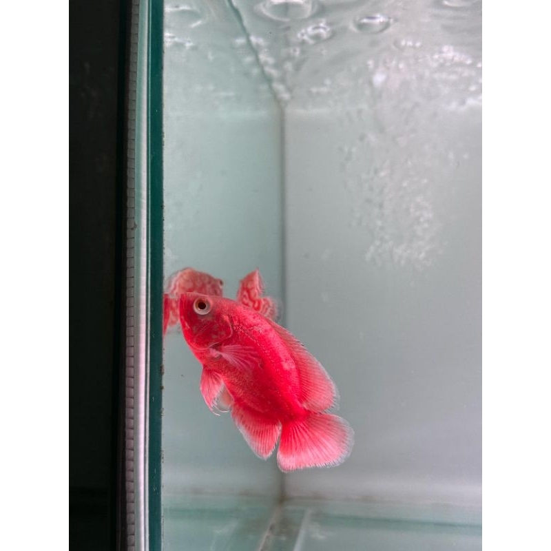 Oskar red