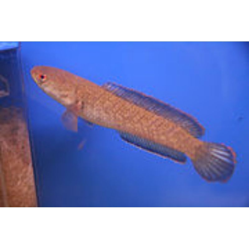 Ikan gabus Ikan hias aquarium Limbata