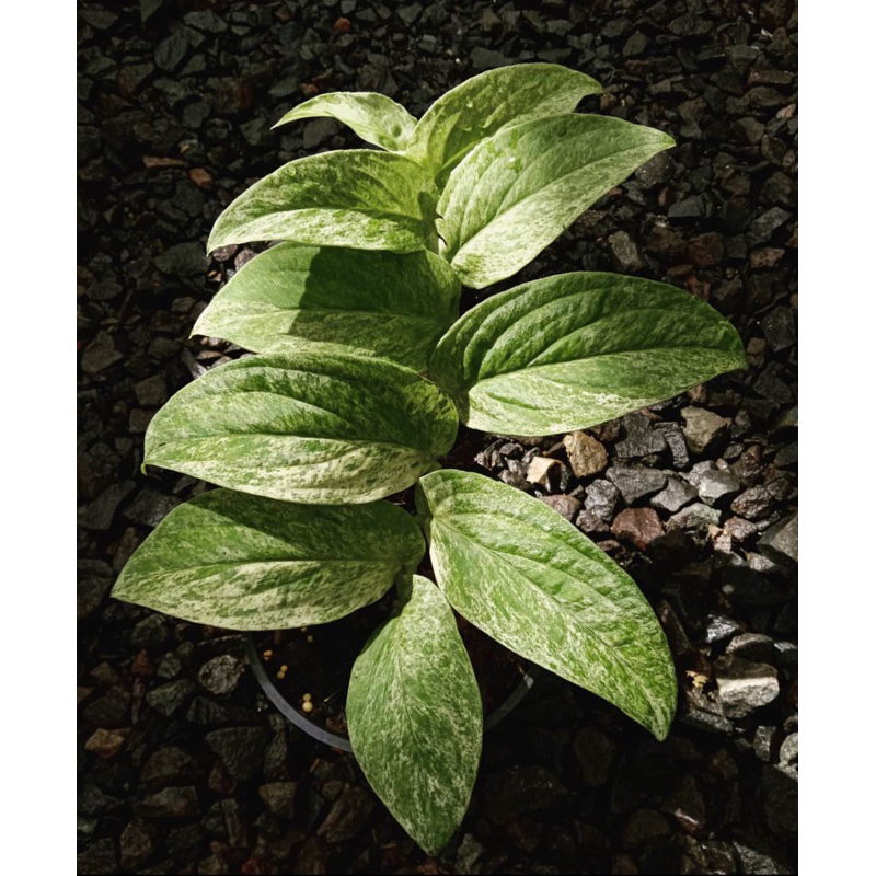 rhaphidophora korthalsii