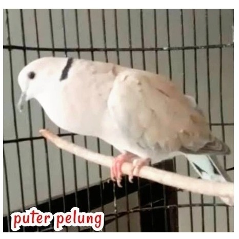 burung puter pelung jantan gacor