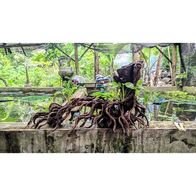 kayu aquascape akar trinil murah hiasan aquarium aquascape
