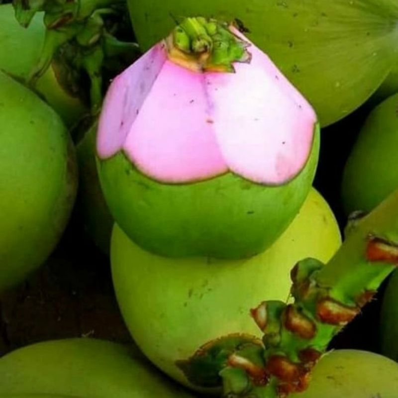 

Degan Ijo Asli kulit pink / Kelapa Muda Ijo Wulung Asli