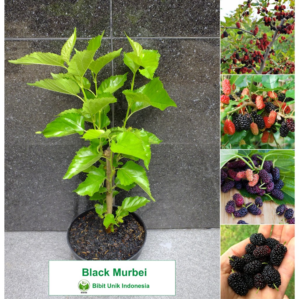 MURBEI HITAM CANGKOK ORIGINAL