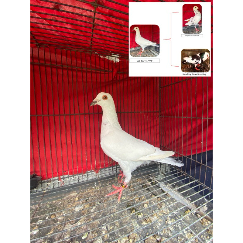 Piyik Merpati rambon Pos x kolong