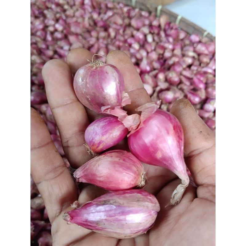 

Bawang Merah Asli Brebes