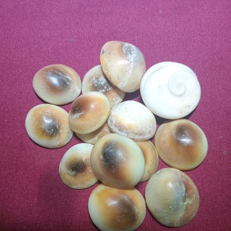 murah harga satuan fosil keong buntet (kol buntet)