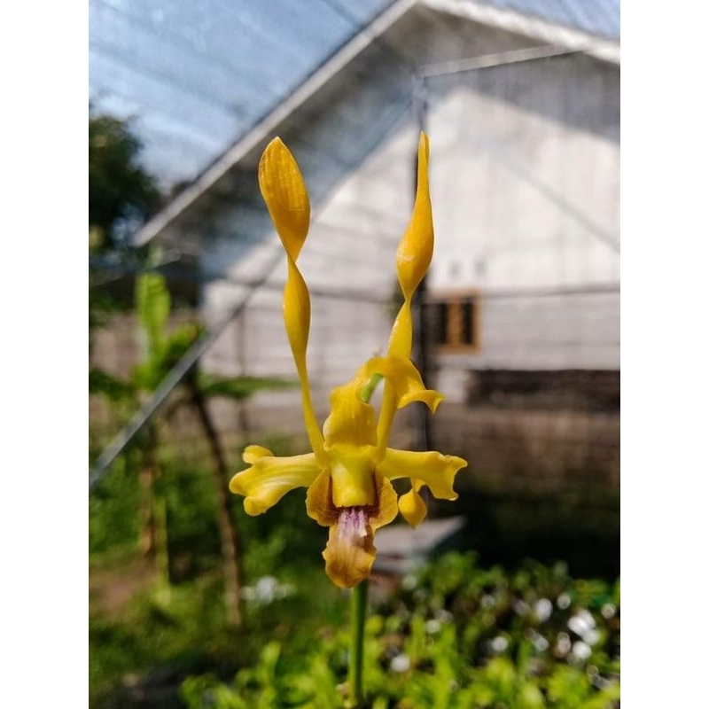Dendrobium Oang Ang Ai Boon pra-dewasa, dendrobium Keriting kuning