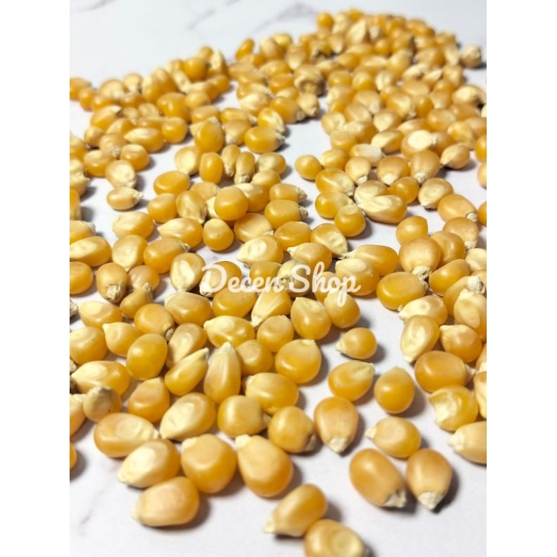 

PAKET BIJI JAGUNG UNTUK KOLASE ANAK-ANAK