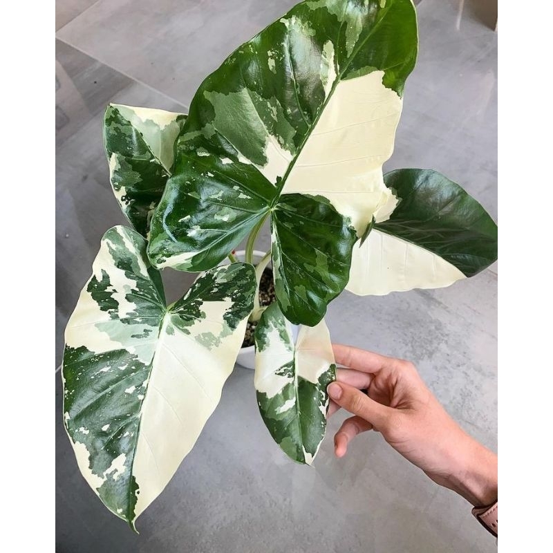alocasia varigata sente varigata