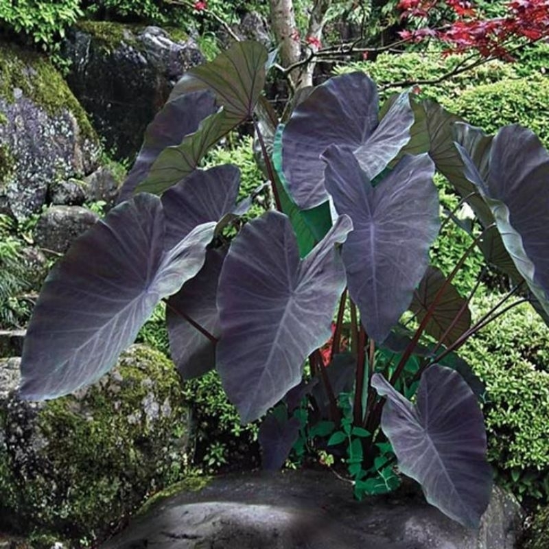 colocasia black magic