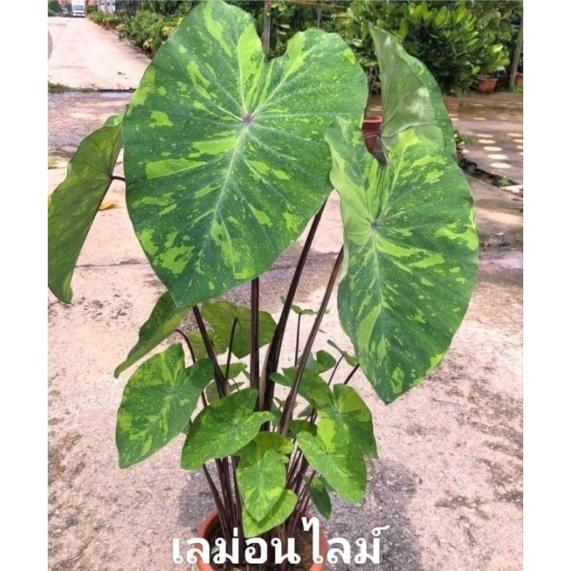 colocasia lime gecko