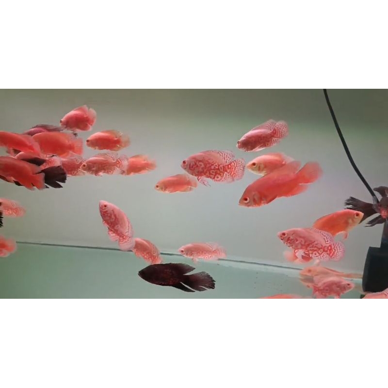oscar red nemo 8-9 cm