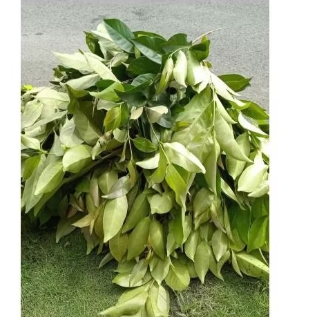 

daun salam fresh
