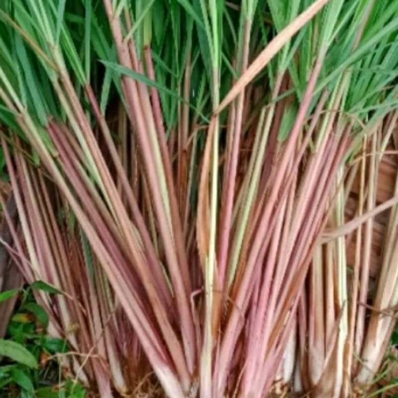

Sereh Merah / sereh wangi