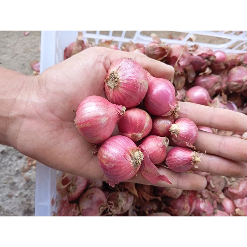 

BAWANG MERAH KERING 1 KG
